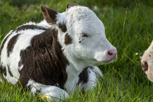 Young Baby Cow Resting Meadow Ireland — Stock Photo, Image