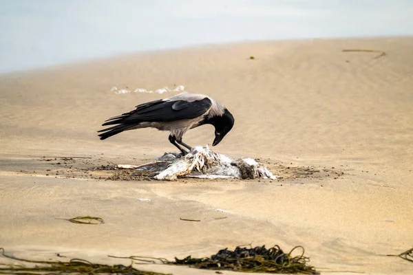 Krähen Fressen Eine Möwe Einem Sandstrand Irland — Stockfoto