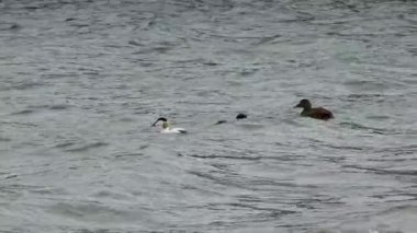 Eiders ailesi ördek yavrularını Atlantik Okyanusu 'nda eğitiyor..