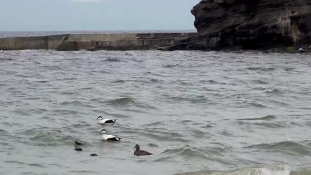 Família Eiders Comum Treinando Seus Patinhos Oceano Atlântico — Vídeo de Stock