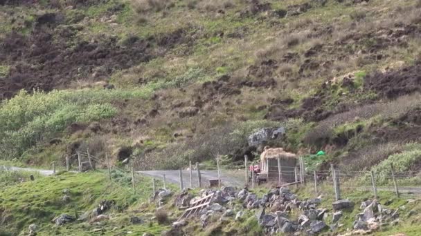 Quad Transportiert Heu Der Grafschaft Donegal Irland — Stockvideo