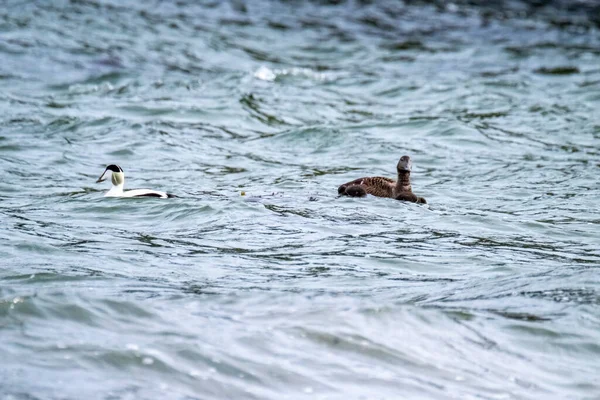 Common Eiders Family Training Ducklings Atlantic Ocean — Stock Photo, Image