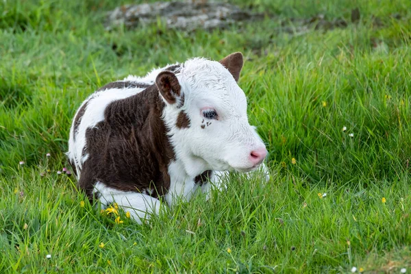 Μια Νεαρή Αγελάδα Αναπαύεται Ένα Λιβάδι Στην Ιρλανδία — Φωτογραφία Αρχείου