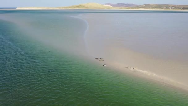 Tuleni Plavání Odpočinku Zátoce Gweebarra County Donegal Irsko — Stock video