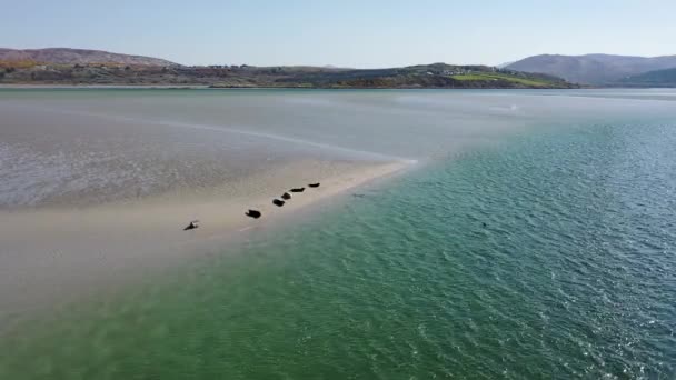 Σφραγίδες Που Κολυμπούν Και Αναπαύονται Στον Κόλπο Gweebarra County Donegal — Αρχείο Βίντεο