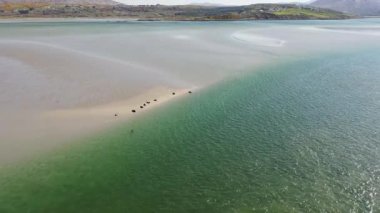 Fok balıkları Gweebarra Körfezi 'nde yüzüyor ve dinleniyor..