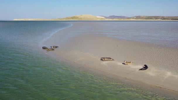 Selos Nadando Descansando Baía Gweebarra County Donegal Irlanda — Vídeo de Stock