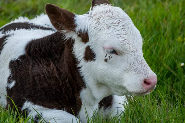 Mladá Kráva Odpočívající Louce Irsku — Stock fotografie