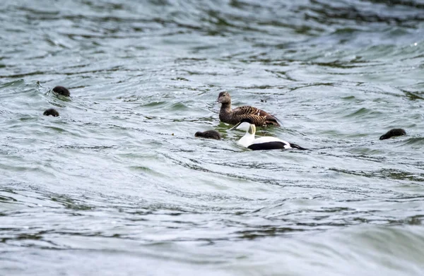 Common Eiders Family Training Ducklings Atlantic Ocean — Stock Photo, Image