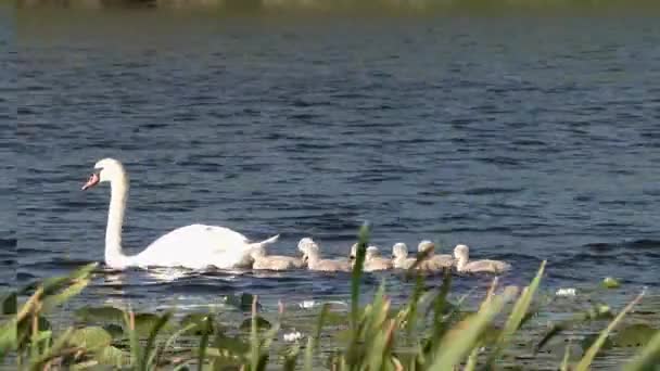 Natation Famille Swan Sur Lac Dans Comté Donegal Irlande — Video