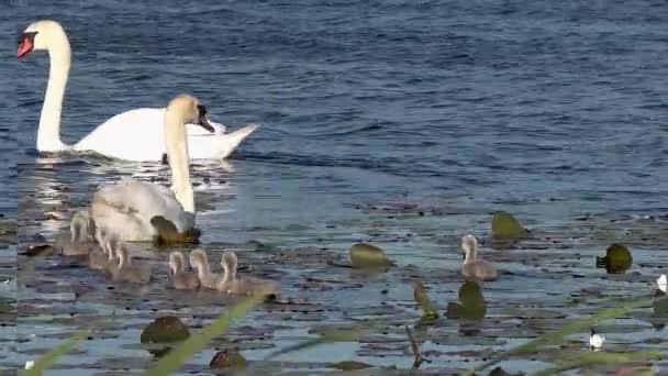 Κύκνοι Οικογένεια Κολύμπι Στη Λίμνη Στο County Donegal Ιρλανδία — Αρχείο Βίντεο