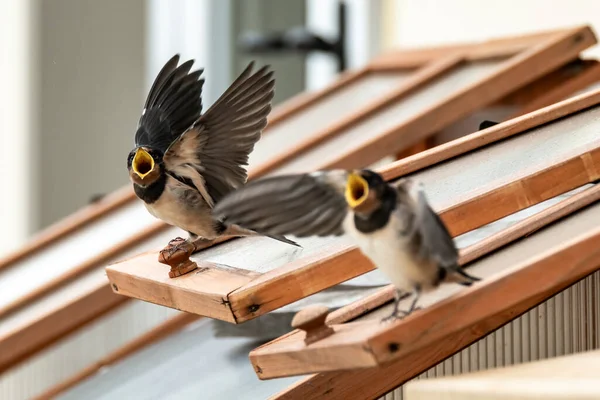 Swallow Feeding Chicks Close Flying Sitting Cold Frame — Stock Photo, Image