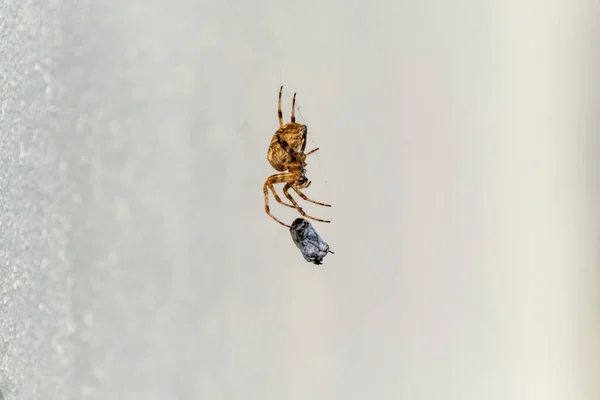 Çapraz Orb Dokumacı Örümceği Rlanda Avını Yiyor — Stok fotoğraf