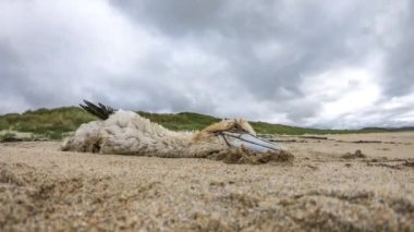 Dead gannet, probably victim of avian influenza, washed up on the beach by Portnoo, County Donegal - Ireland.