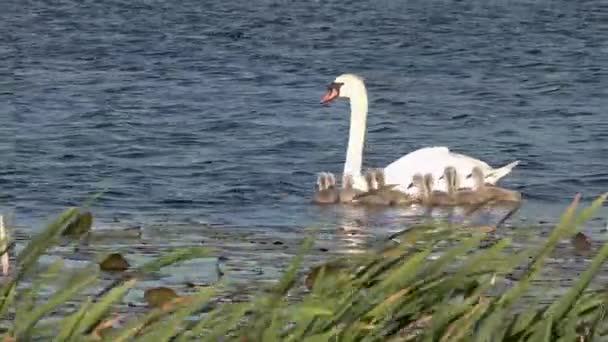 Swan Family Swimming Lake County Donegal Ireland — Stock Video