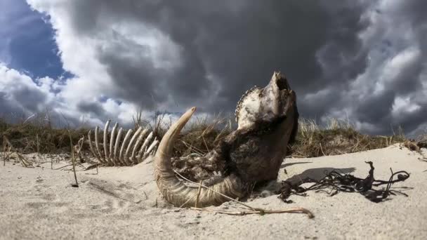 乾燥した砂の上に横になるラムスケルトンの劇的なタイムラプス — ストック動画