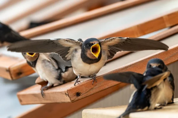 Swallow Feeding Chicks Close Flying Sitting Cold Frame — Stock Photo, Image