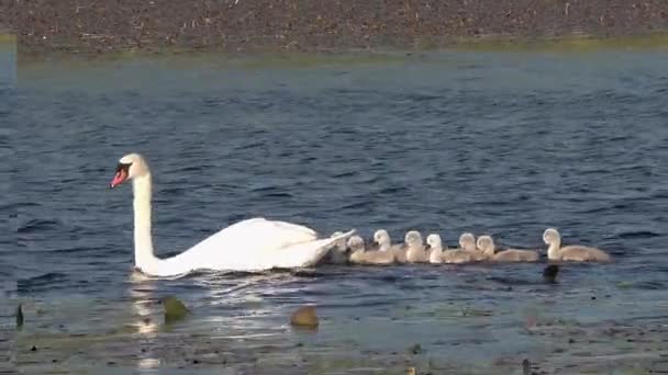 Famiglia Swan Nuotare Sul Lago Nella Contea Donegal Irlanda — Video Stock