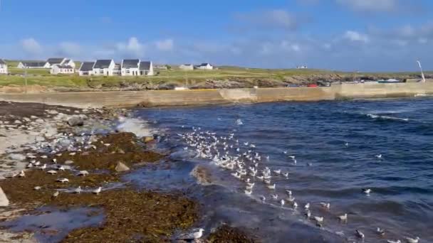 Tory Island West Town Und Hafen County Donegal Republik Irland — Stockvideo