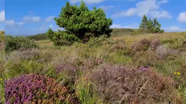 Brezo Púrpura Floreciendo Burtonport Condado Donegal Irlanda — Vídeo de stock