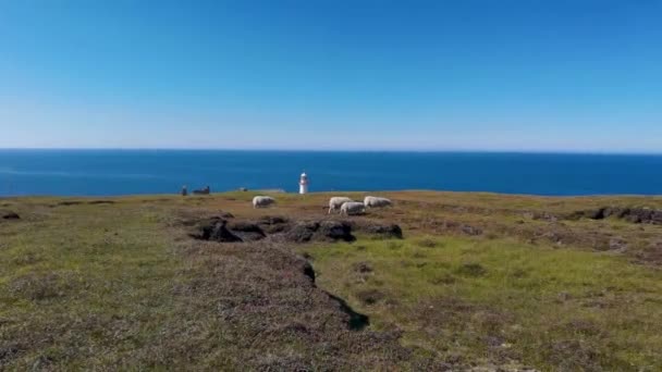 Moutons Phare Sur Île Arranmore Dans Comté Donegal Irlande — Video