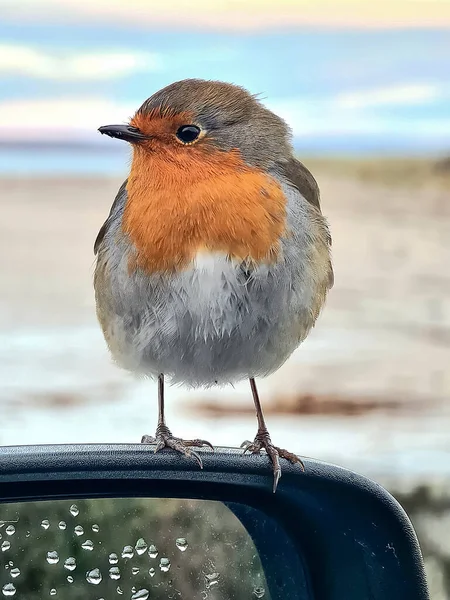 Red Robin sitting on a car mirror in Ireland.