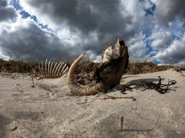 Dramatic Timelapse Ram Skeleton Lying Upside Dry Sand — Stock Photo, Image