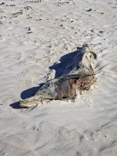 アイルランド ドニゴール州のビーチで死んだドルフィン — ストック写真