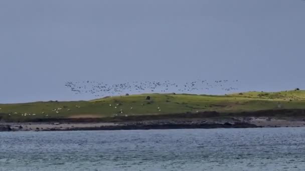 Barnacle Gees Branta Leucopsis アイルランド ドニゴール州ポートヌス島に上陸 — ストック動画