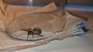 Bir camın altındaki ağ örümceği - Amaurobius similis.