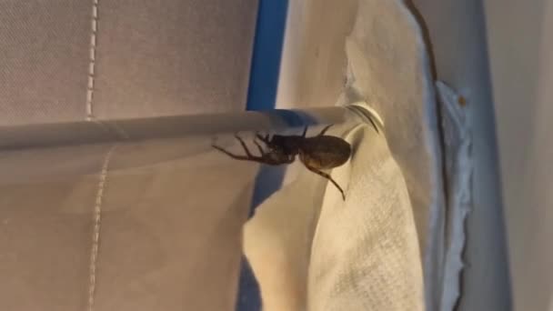 Bir Camın Altındaki Örümceği Amaurobius Similis — Stok video