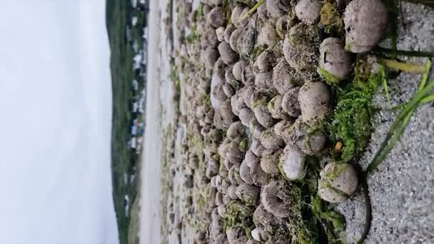 Spousta Mořských Ježků Pláži Hrabství Donegal Irsko — Stock video