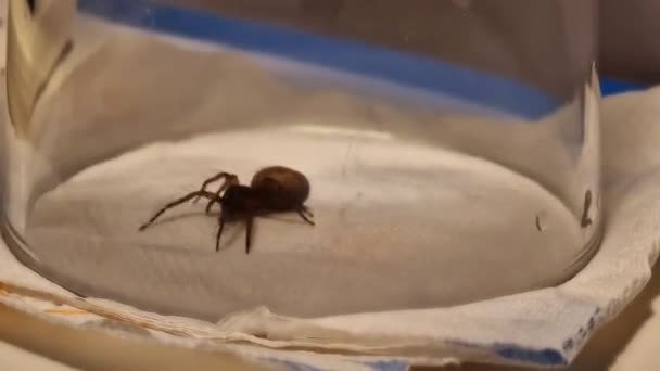Krajkový Pavouk Pod Sklem Amaurobius Similis — Stock video