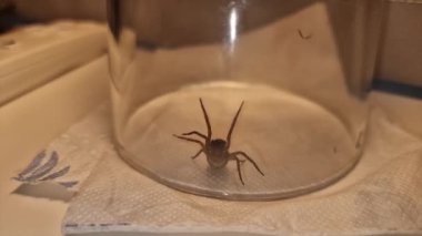 Bir camın altındaki ağ örümceği - Amaurobius similis.