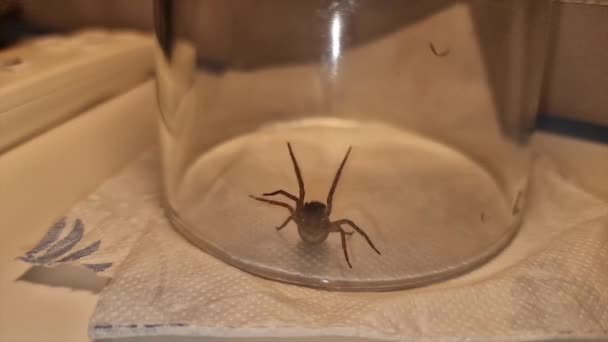 Lace Web Spider Κάτω Από Ένα Τζάμι Amaurobius Similis — Αρχείο Βίντεο