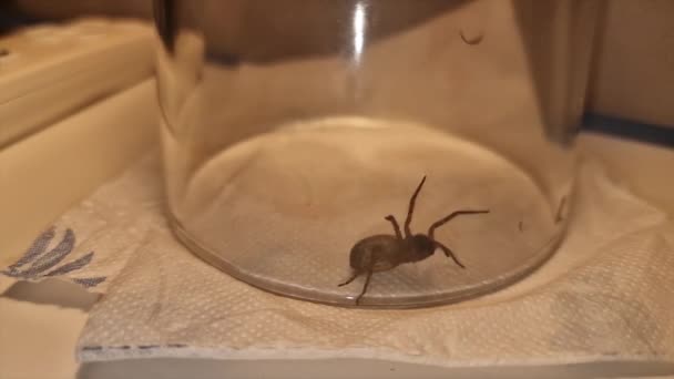 Krajkový Pavouk Pod Sklem Amaurobius Similis — Stock video