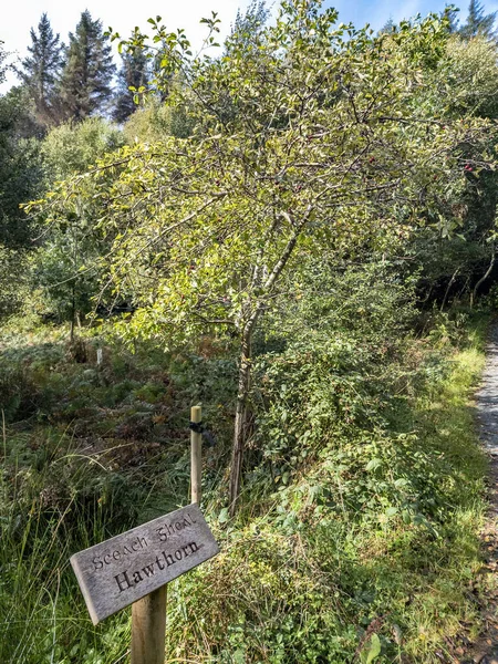Hawthorn Tree Sign Explaining Irish English Including Translation — Stock Photo, Image