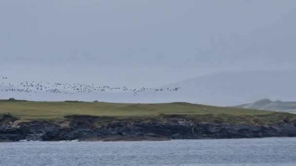 Gęsi Barnacle Branta Leucopsis Lądowanie Wyspie Inishkeel Przez Portnoo Hrabstwo — Wideo stockowe
