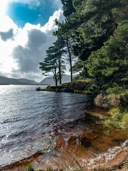 Scots Pine Trees County Donegal Ireland — Stock Photo, Image