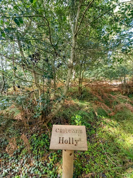 Árvore Holly Sinal Explicando Irlandês Inglês Incluindo Tradução — Fotografia de Stock