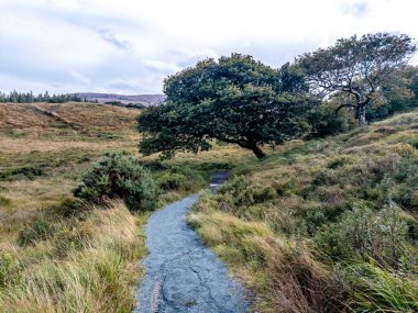 Donegal County 'de yeşil meşe ağacı - İrlanda.