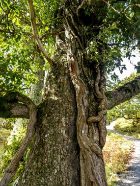 Donegal County 'de yeşil meşe ağacı - İrlanda.