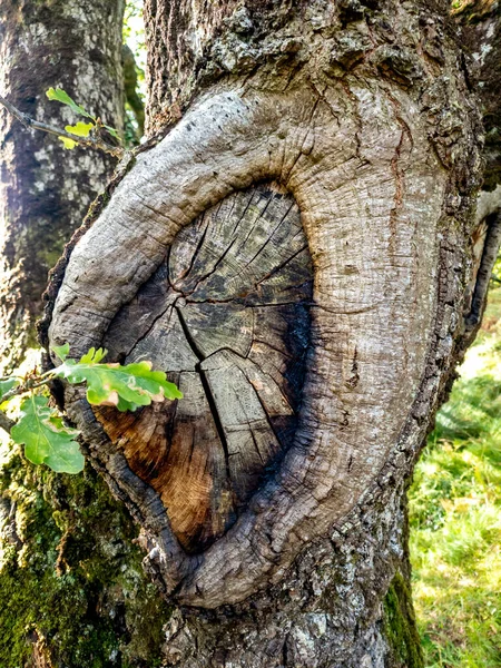 Chêne Vert Dans Comté Donegal Irlande — Photo