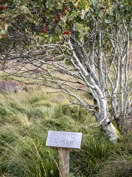 Rowan Tree Sign Explaining Irish English Including Translation — Stock Photo, Image