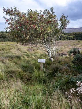 Rowan Ağacı ve bunu açıklayan işaret dili ve İngilizce çeviri de dahil..