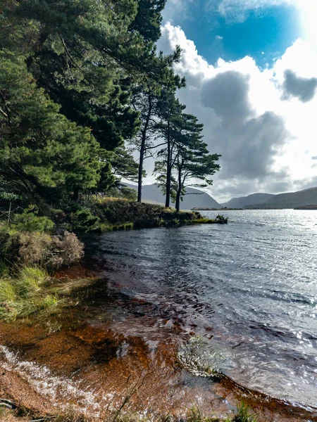 ドニゴール州のスコットランドの松の木 アイルランド — ストック写真