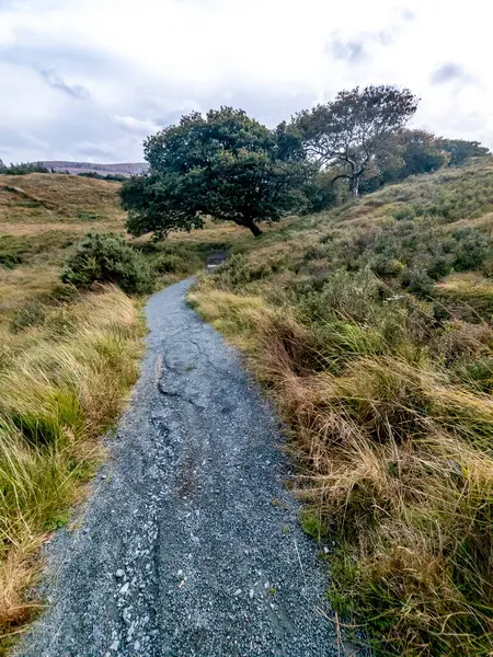 ドニゴール州の緑のオークの木 アイルランド — ストック写真