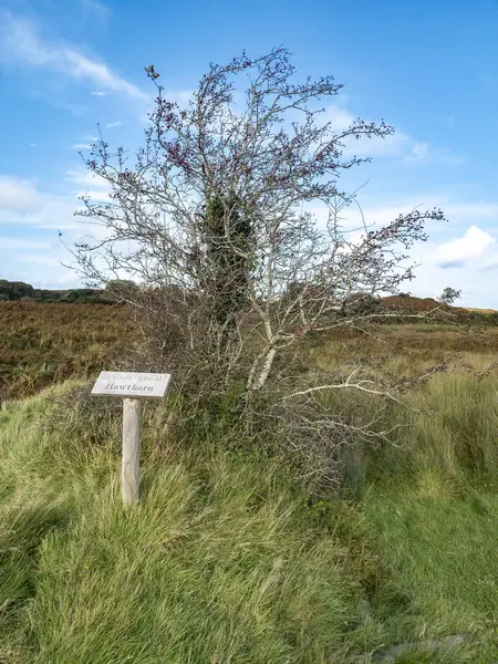 Hawthorn Tree Sign Explaining Irish English Including Translation — Stock Photo, Image