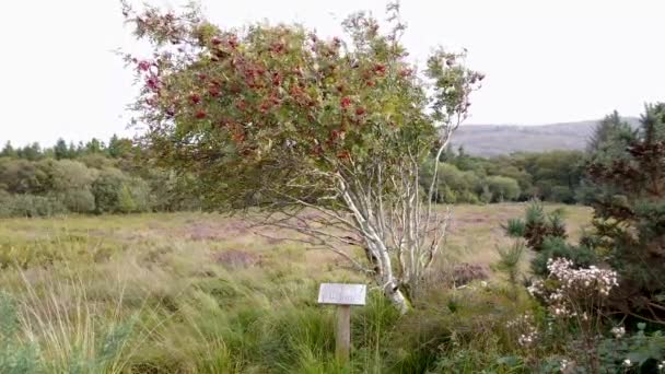 Rowan Träd Och Underteckna Förklara Det Irländsk Och Engelska Inklusive — Stockvideo