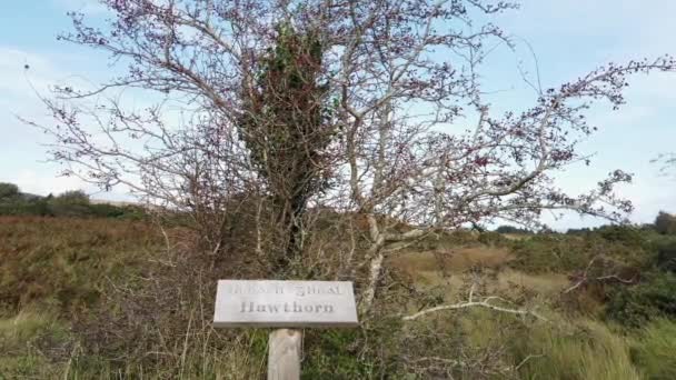 Drzewo Głogu Znak Wyjaśniający Irlandzki Angielski Tym Tłumaczenia — Wideo stockowe